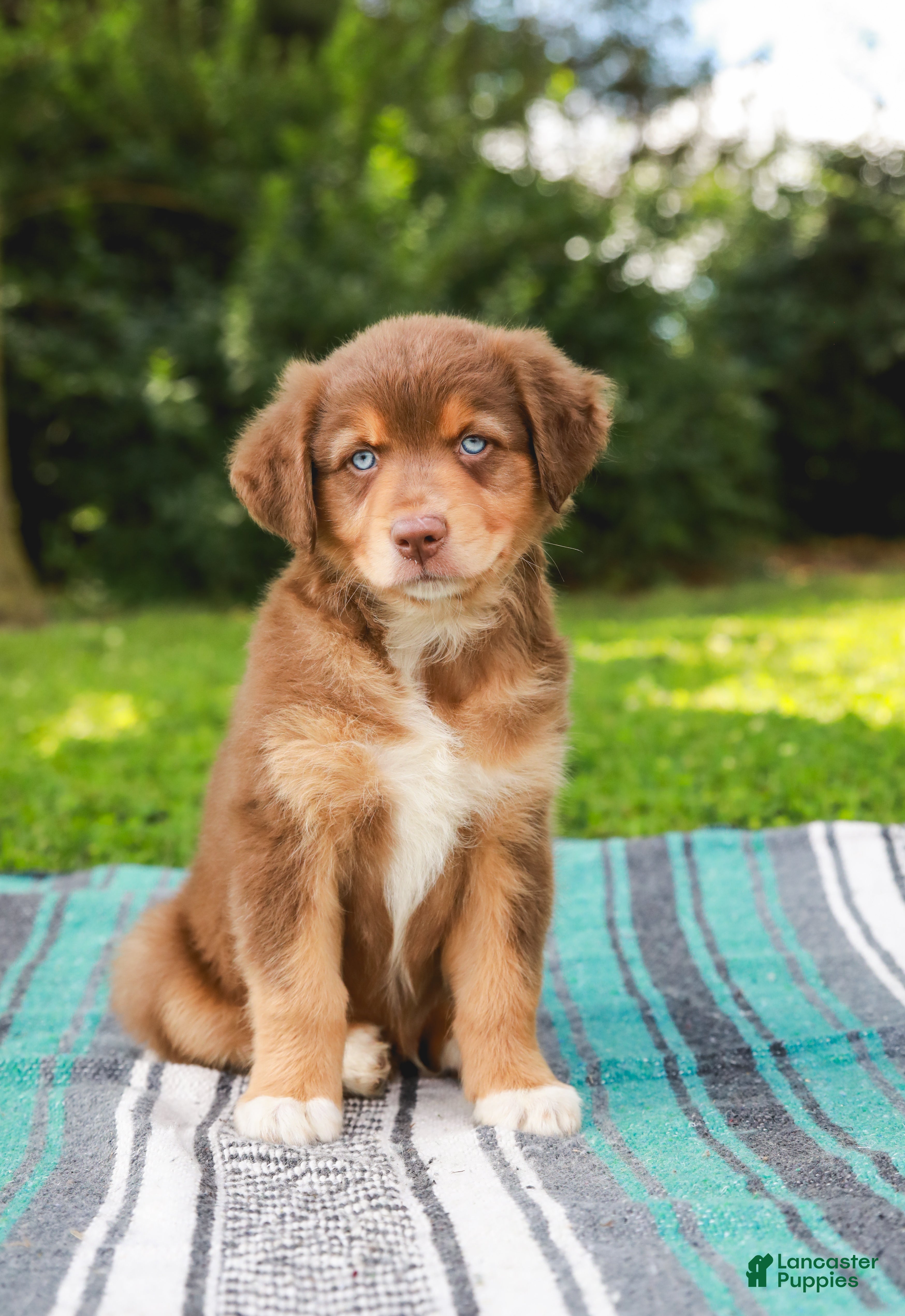 Australian Shepherd dogs Captain - Ad 1