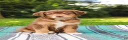 Australian Shepherd dogs for sale: Captain - Ad 1