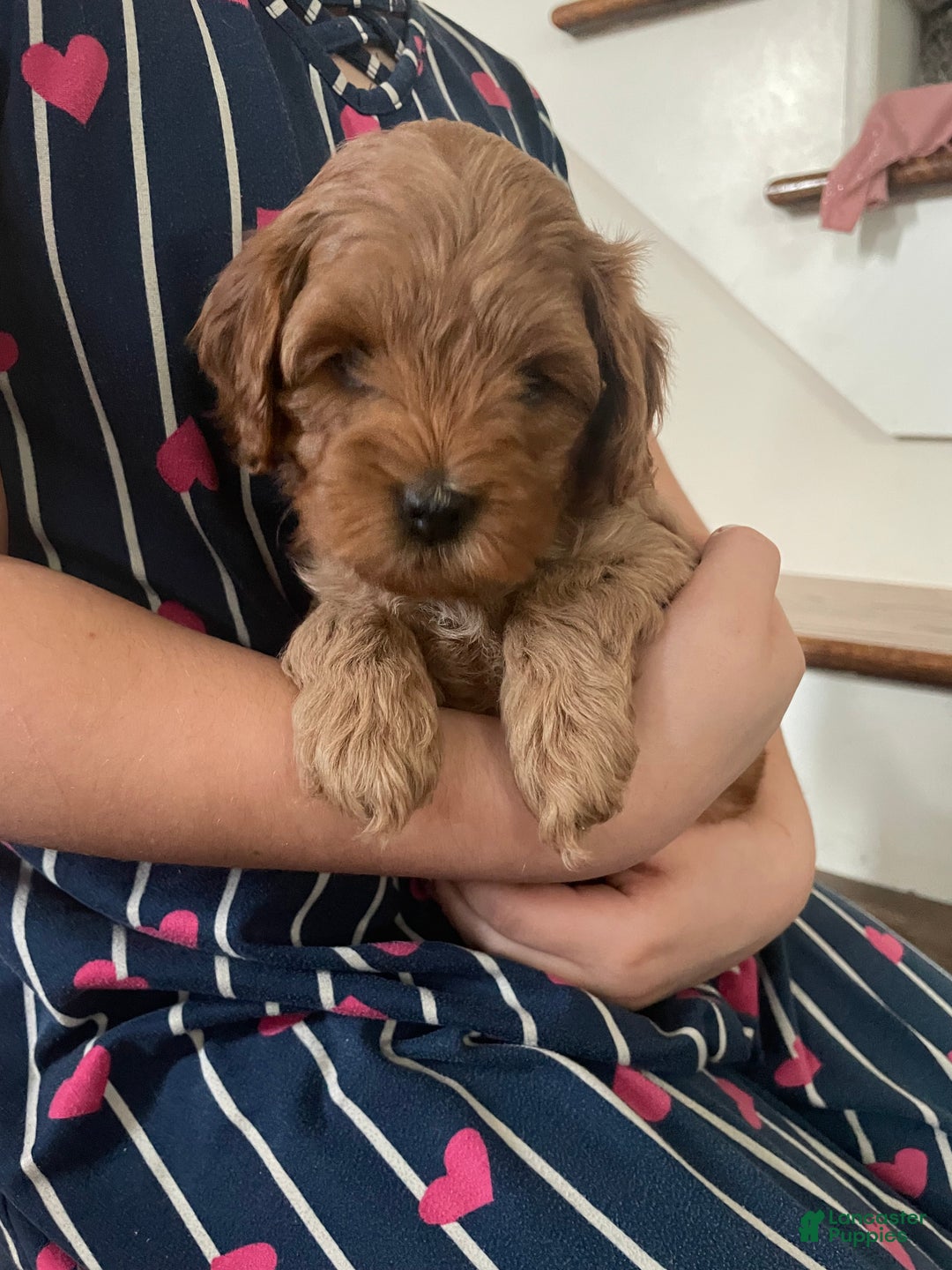 Cavapoo dogs for sale: Josie - Ad 3