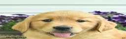 Golden Retriever dogs for sale: Titan  - Ad 5