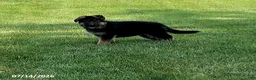 German Shepherd dogs for sale: Ella - Ad 3