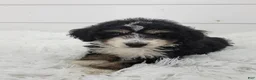 Bernedoodle dogs for sale: Bentley - Ad 8