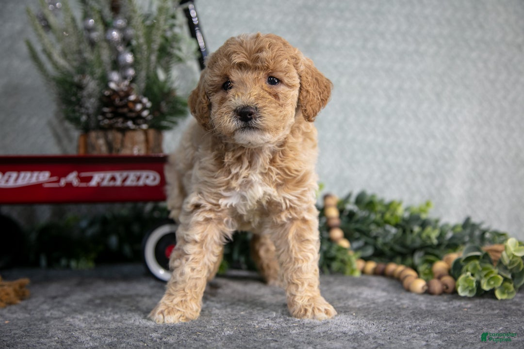 Miniature Poodle dogs for sale: Skye - Ad 2