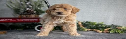 Miniature Poodle dogs for sale: Skye - Ad 2
