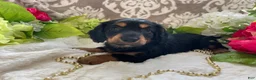 Miniature Dachshund dogs for sale: Kenzi - Ad 10