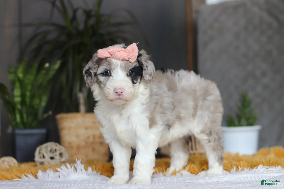 Sheepadoodle dogs for sale: Bonnie - Ad 4