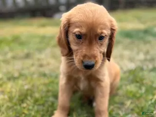 Golden Retriever dogs Golden Retriever Puppy 2 - Ad 20