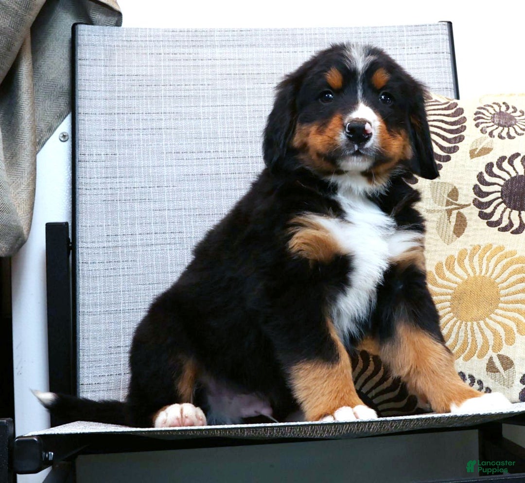 Bernese Mountain Dog dogs for sale: Josh - Ad 4