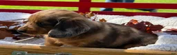 Miniature Dachshund dogs for sale: Barry - Ad 10