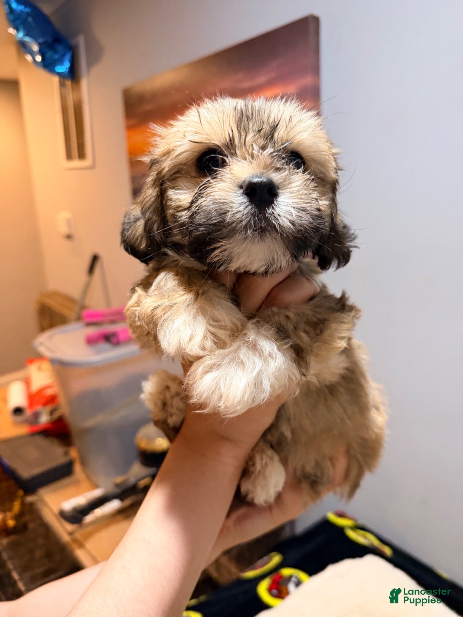 Maltese dogs for sale: Little man 1  - Ad 2
