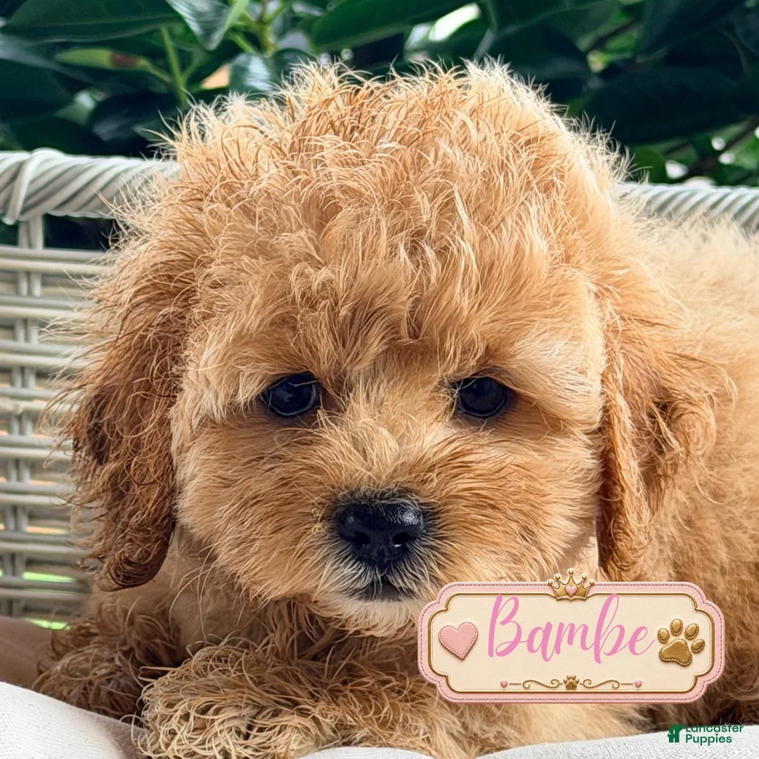 Cavapoo dogs for sale: Dolly - Ad 8