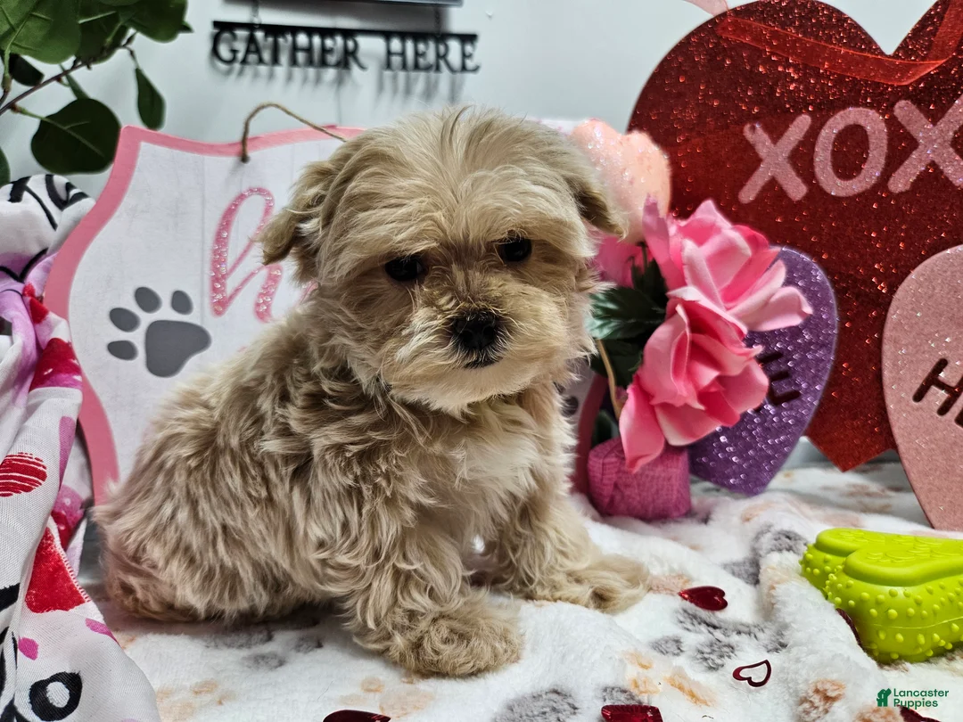 Maltipoo dogs for sale: Maltipoo Rambo Jaye - Ad 3