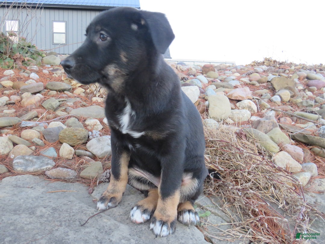 German Shepherd dogs for sale: Harper - Ad 4