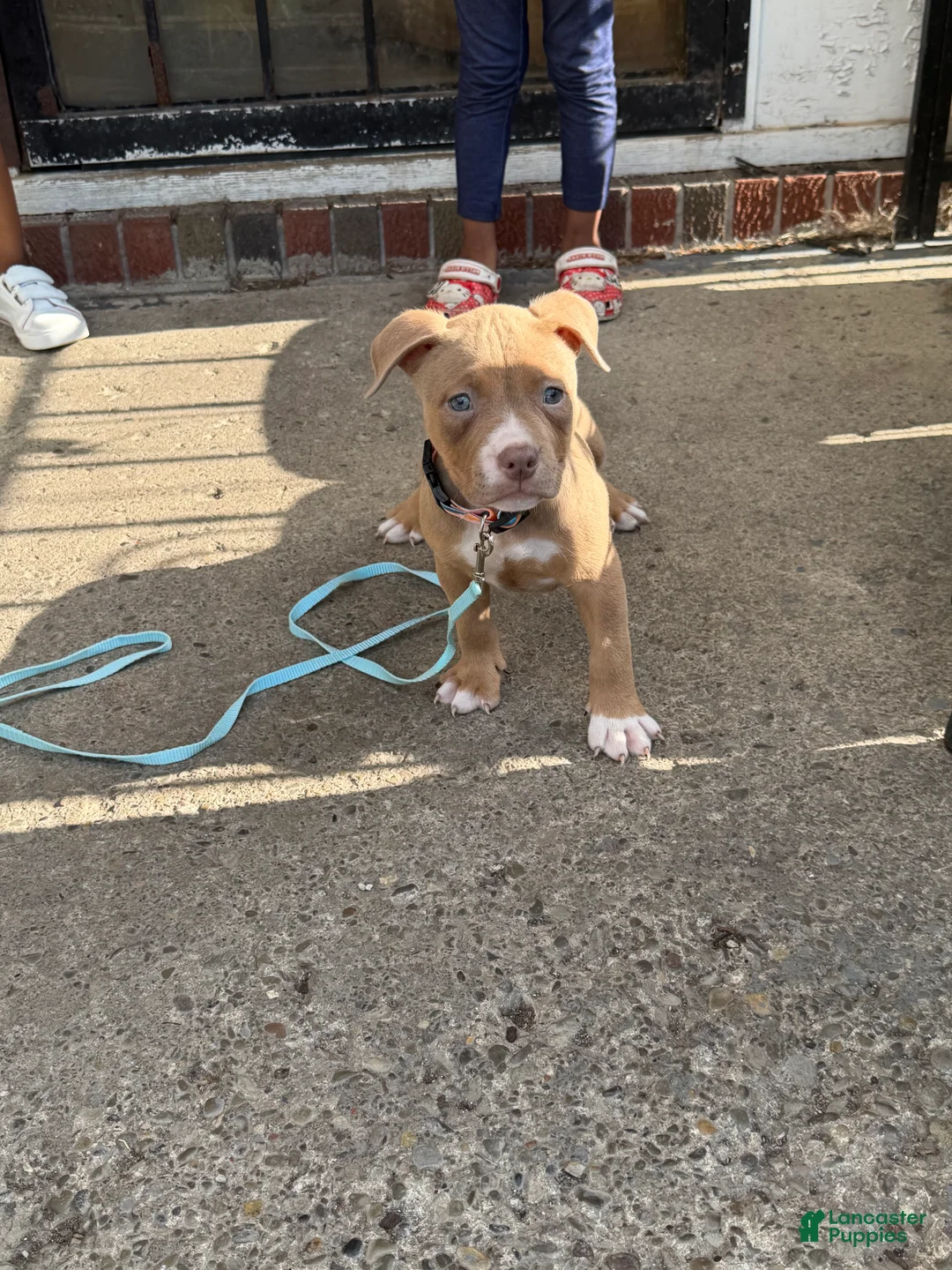 American Bully dogs for sale: Ruby - Ad 2