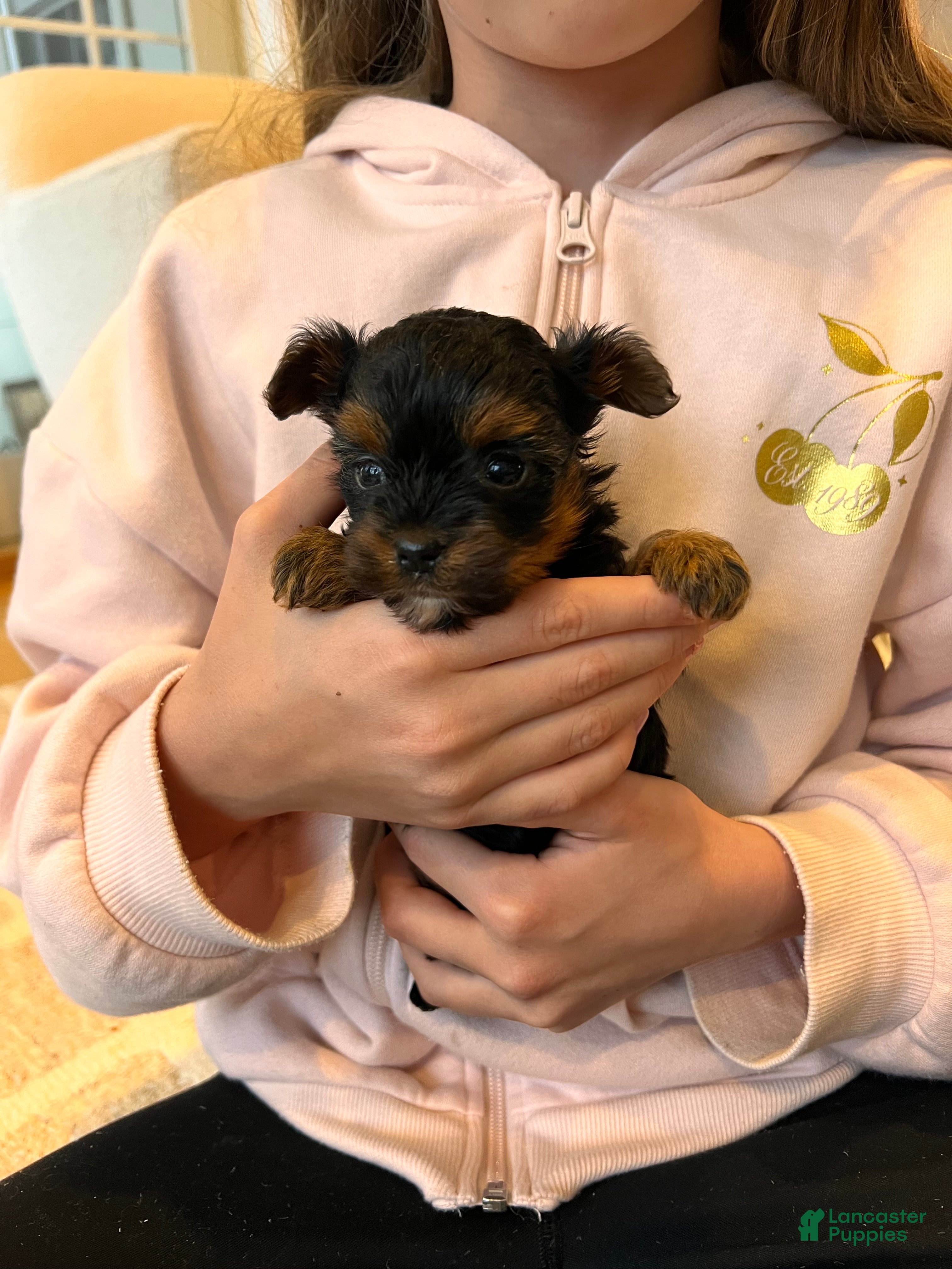 Morkie dogs Rubble - Ad 1