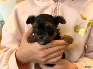 Morkie dogs for sale: Cookie - Ad 2