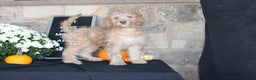 Mixed Breed dogs for sale: Sunshine - Ad 3