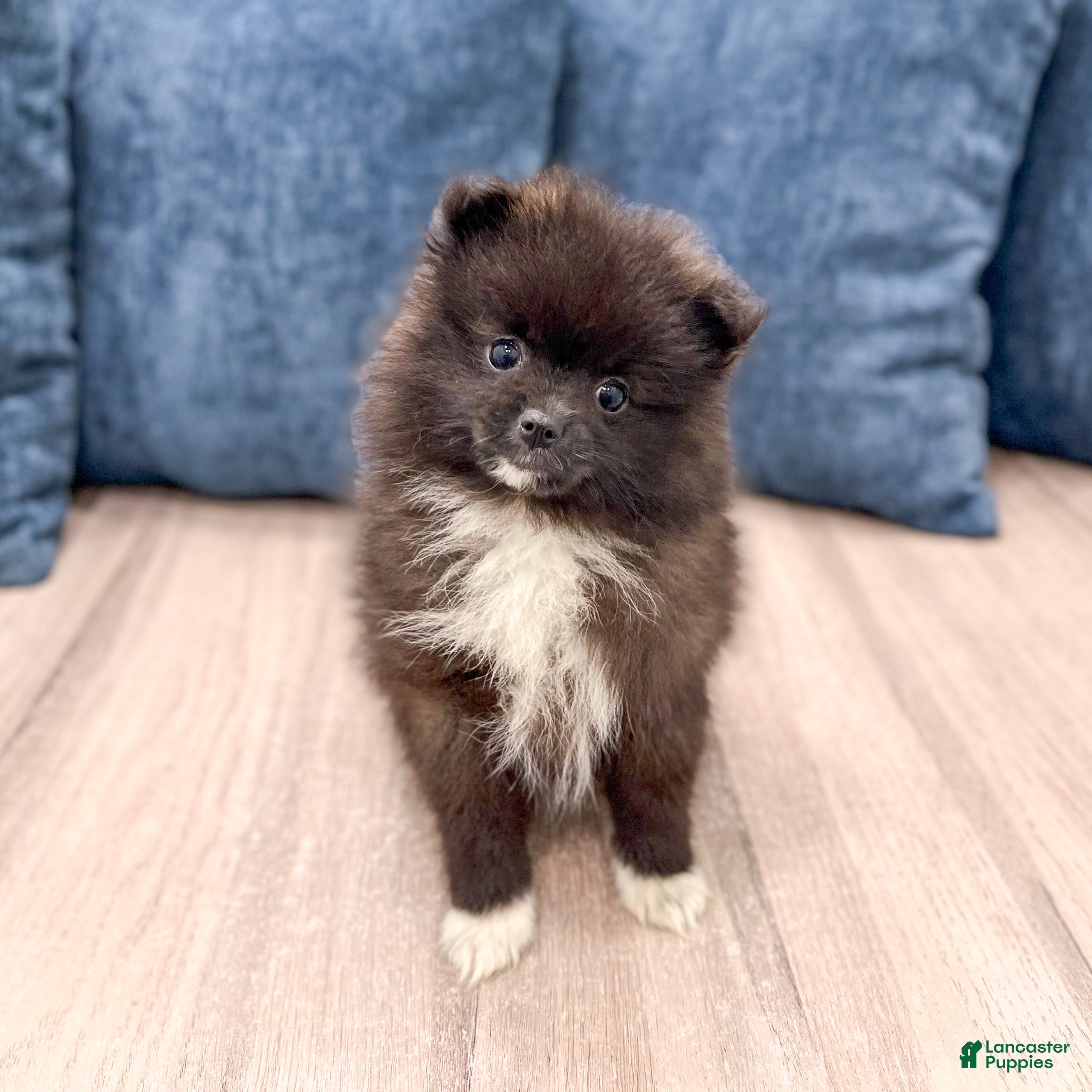 Pomeranian dogs for sale: Rory - Ad 3