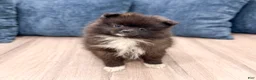 Pomeranian dogs for sale: Rory - Ad 1