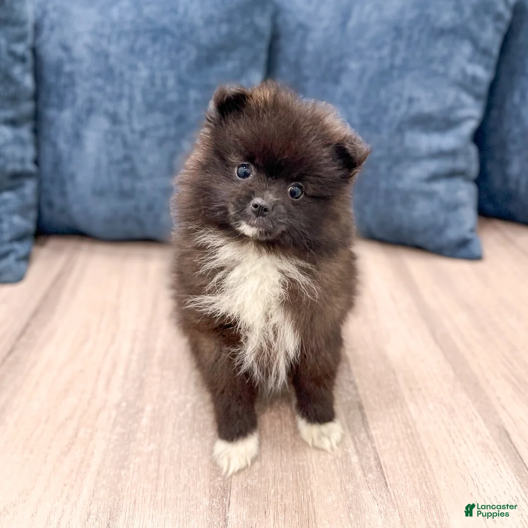 Pomeranian dogs for sale: Rory - Ad 1