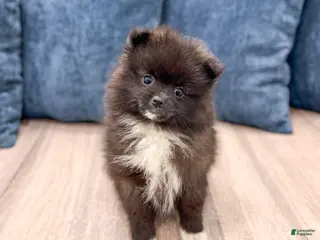 Pomeranian dogs for sale: Rory - Ad 3