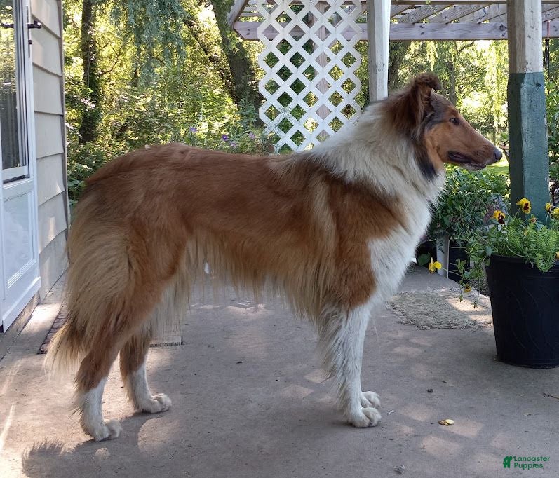 Collie dogs Cyrill - Ad 2