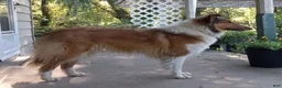 Collie dogs for sale: Cruz - Ad 4