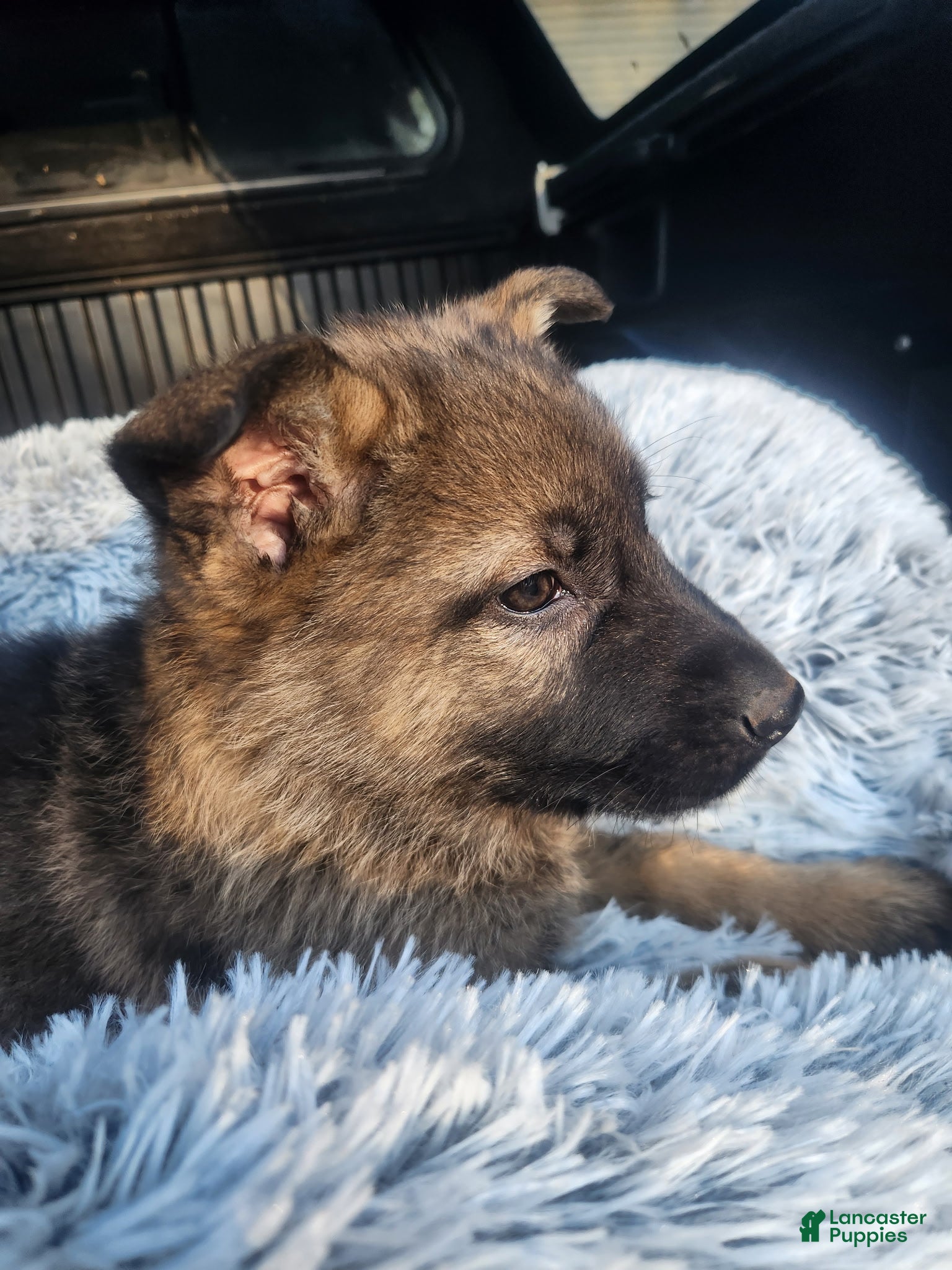 German Shepherd dogs TULITA - Ad 2