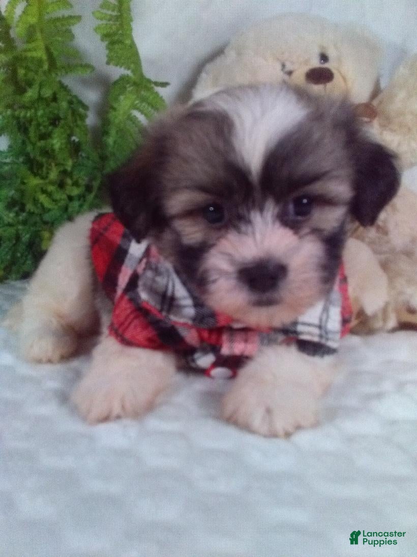 Shih Tzu dogs Cash - Ad 1