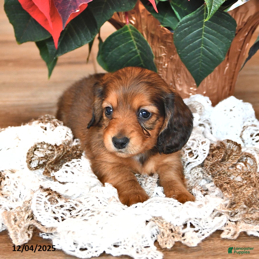 Miniature Dachshund dogs for sale: Stacey - Ad 4