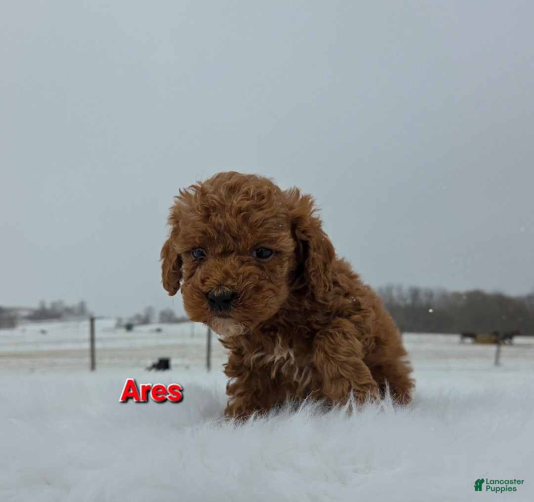 Miniature Poodle dogs for sale: Ares - Ad 6