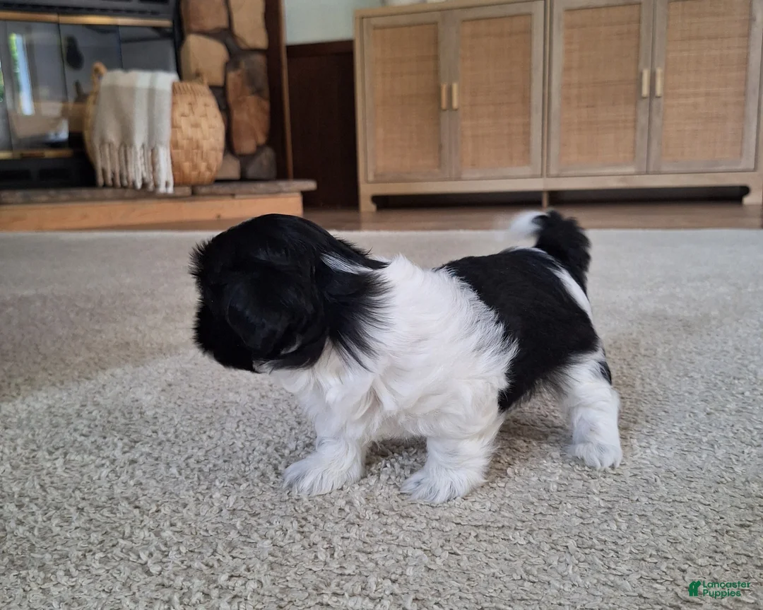 Shih Tzu dogs for sale: Daisy  - Ad 8