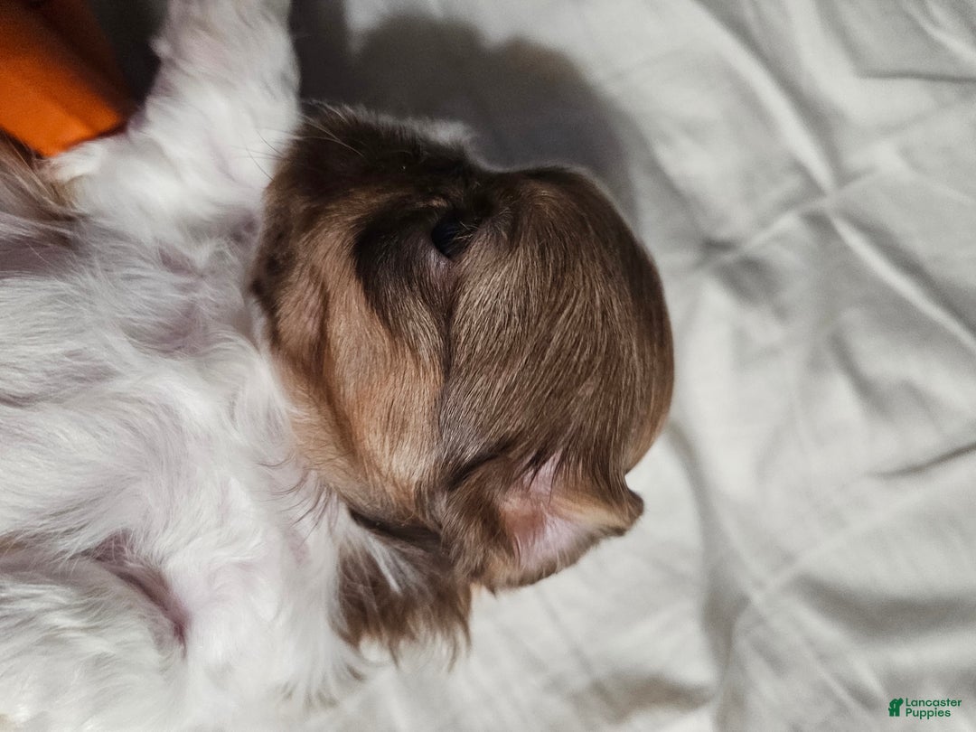 Shih Tzu dogs for sale: Coco - Ad 2