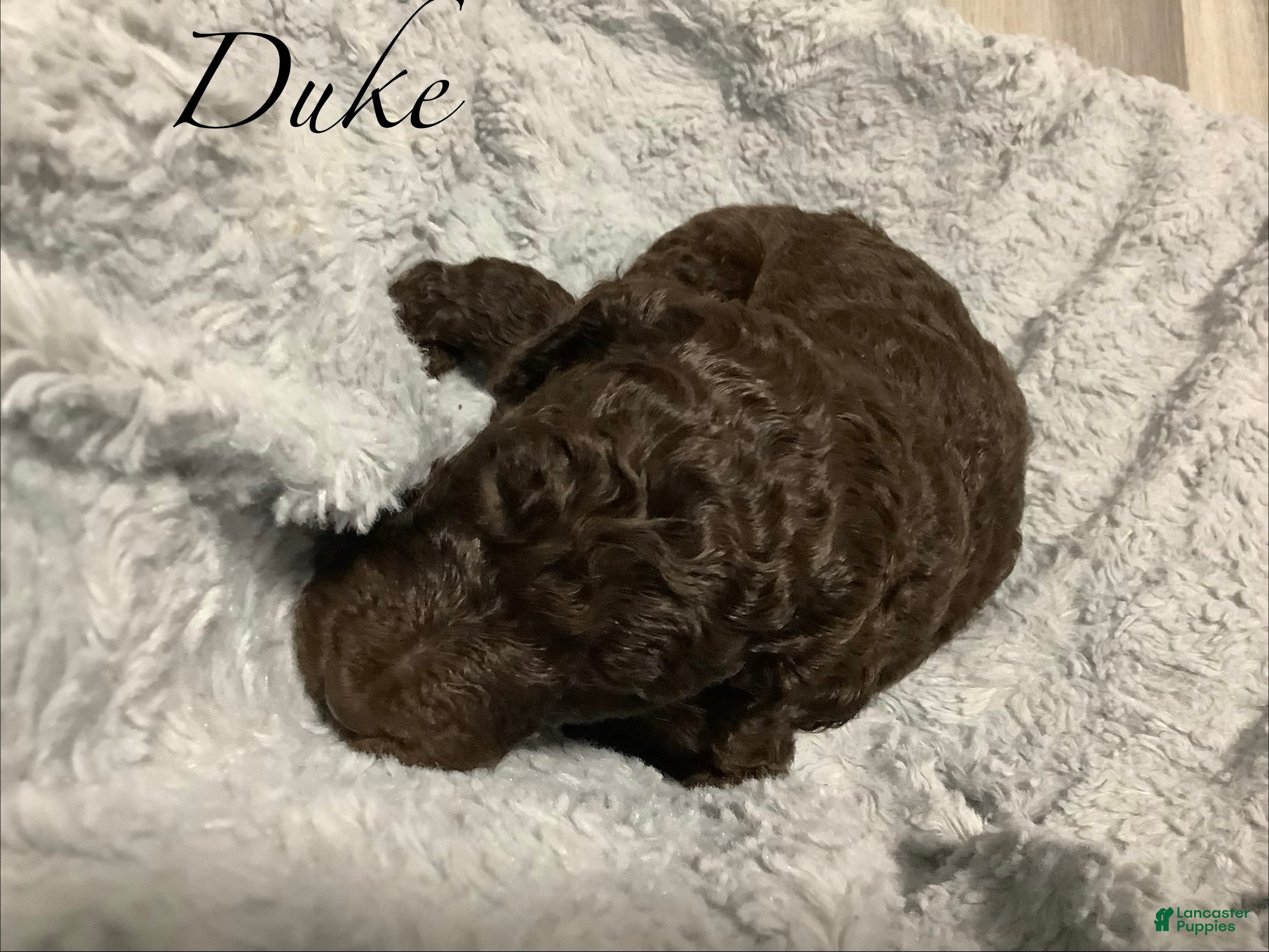 Standard Poodle dogs Standard Poodle Puppy 6 - Ad 6