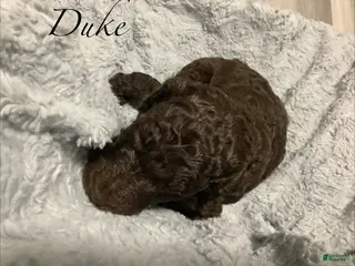 Standard Poodle dogs Standard Poodle Puppy 6 - Ad 6
