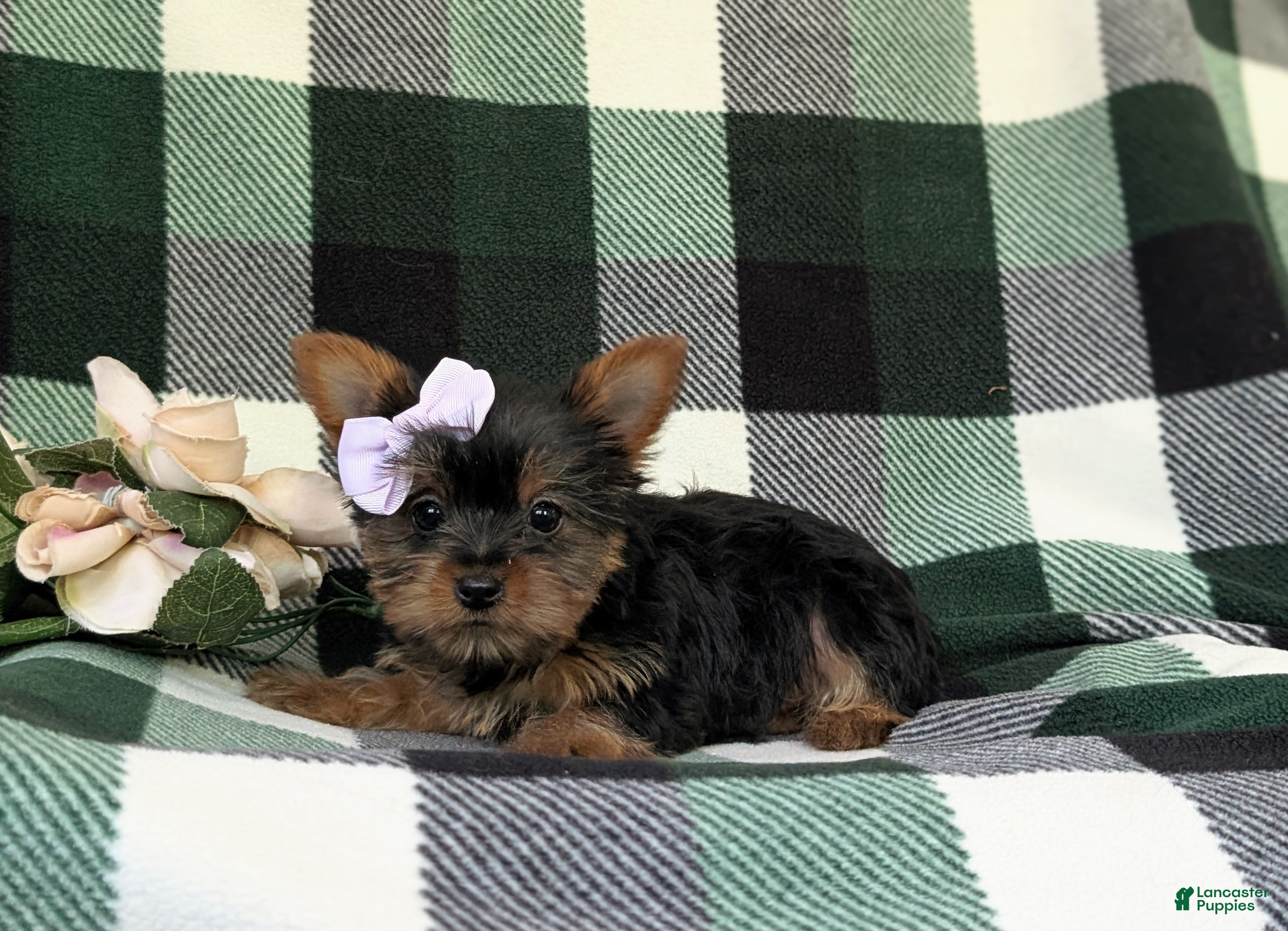 Yorkshire Terrier dogs for sale: Linette 7 lbs Full Grown - Ad 8