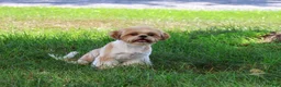 Shih Tzu dogs for sale: Flash - Ad 4