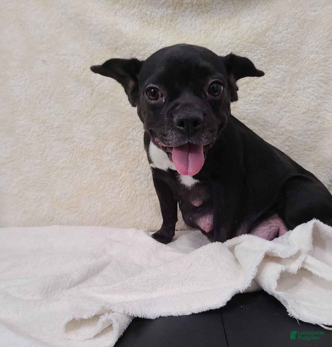 French Bulldog dogs for sale: Spotty - Ad 10