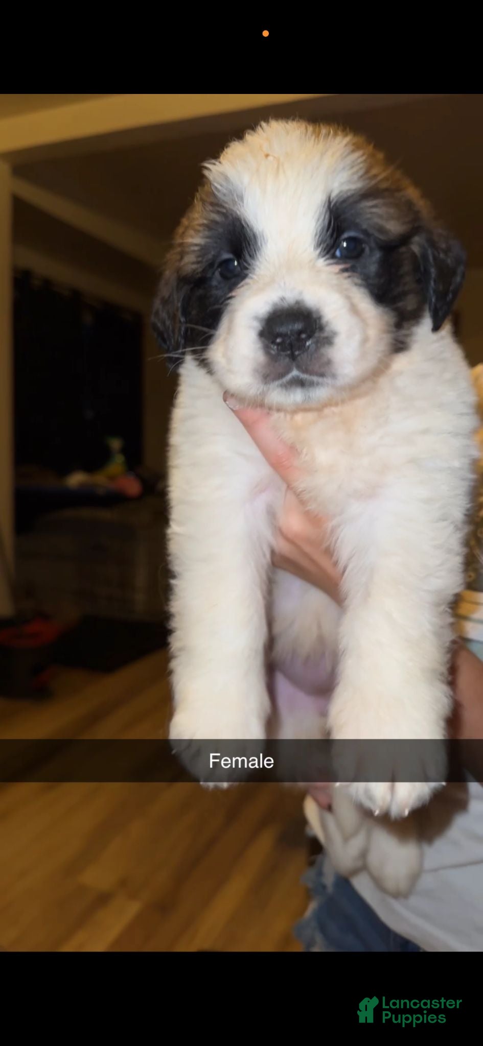 Saint Bernard dogs Female 1 – Little Princess - Ad 27