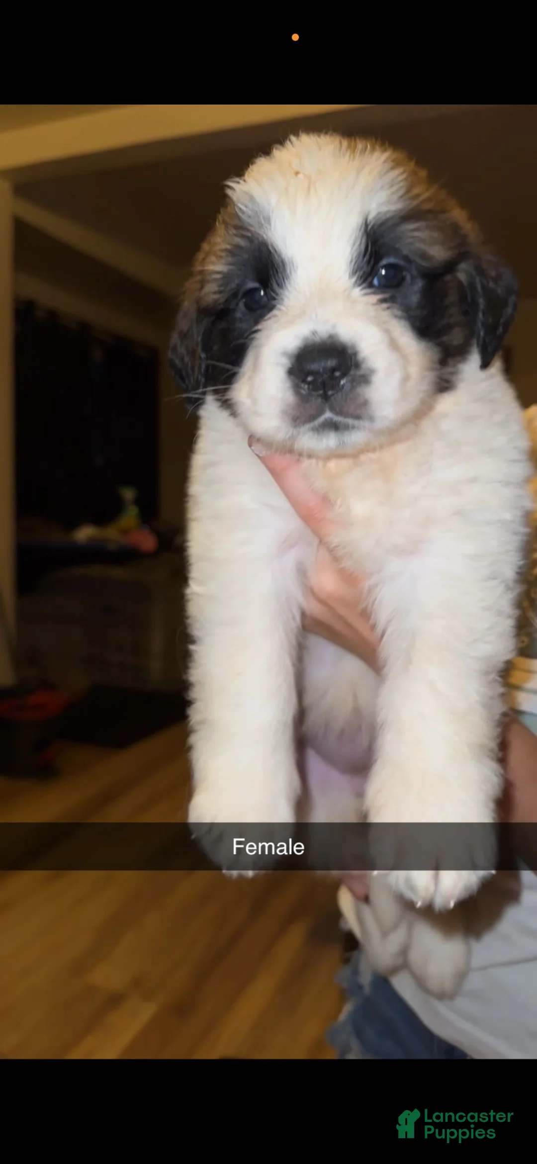 Saint Bernard dogs for sale: Female 1 – Little Princess - Ad 1