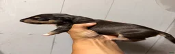 Miniature Bull Terrier dogs for sale: Athena  - Ad 3