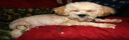 Shihpoo dogs for sale: Luke - Ad 8