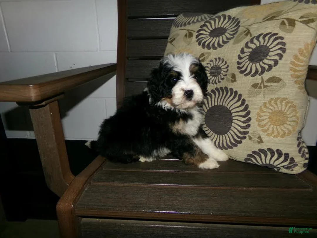 Mini Bernedoodle dogs for sale: Anson - Ad 8
