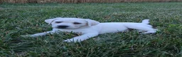 Labrador Retriever dogs for sale: Blizzard - Ad 2