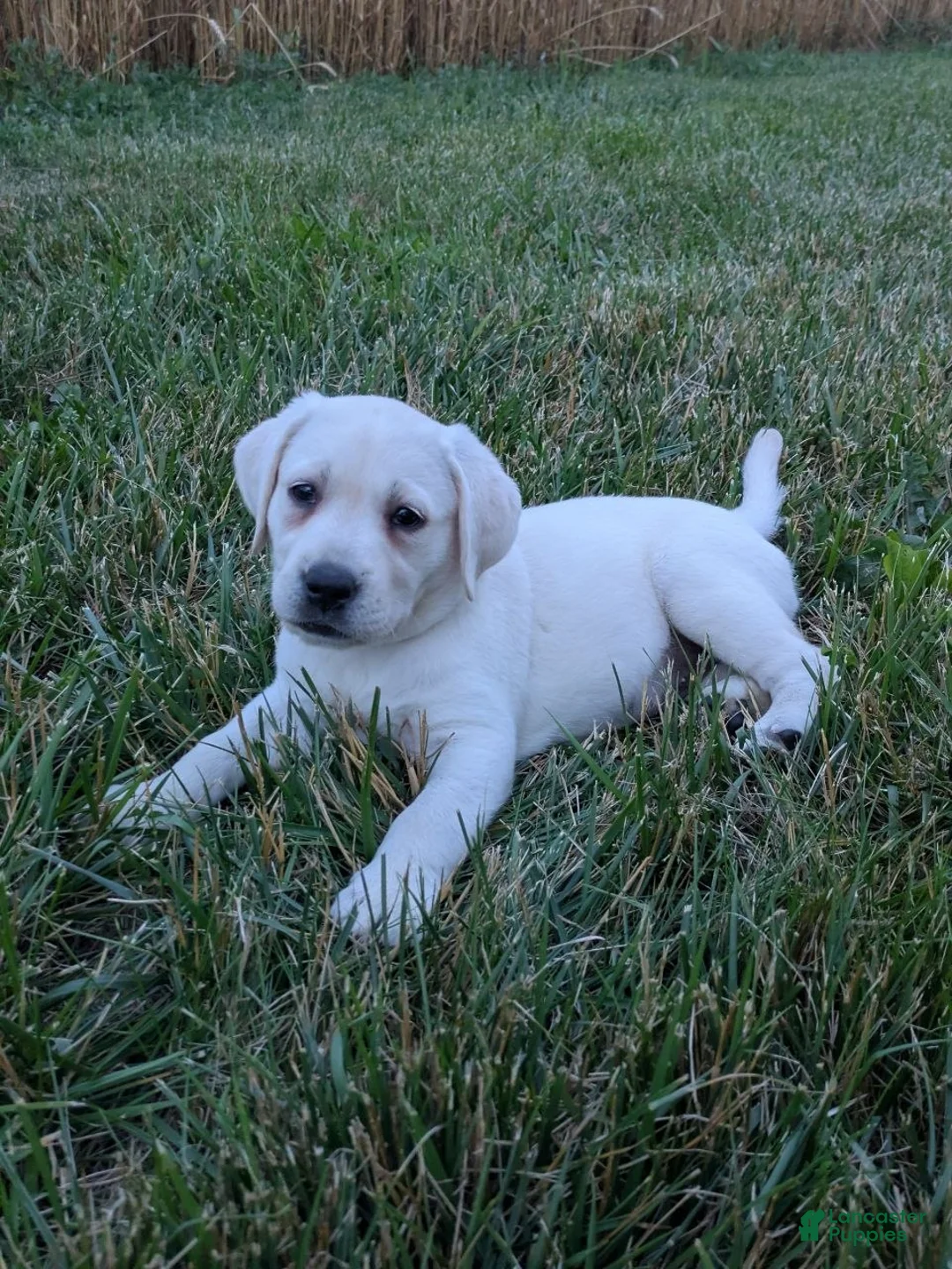 Labrador Retriever dogs for sale: Blizzard - Ad 2
