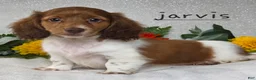 Miniature Dachshund dogs for sale: Jarvis - Ad 4