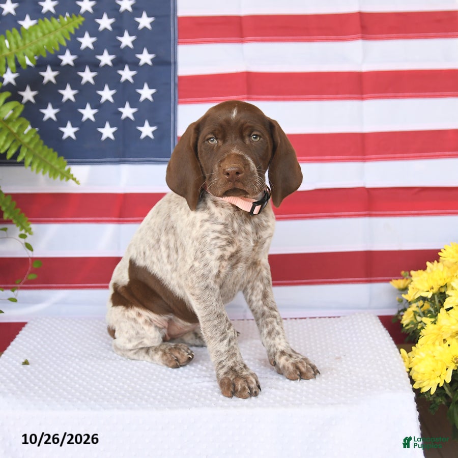 German Shorthaired Pointer dogs for sale: Twilight - Ad 2