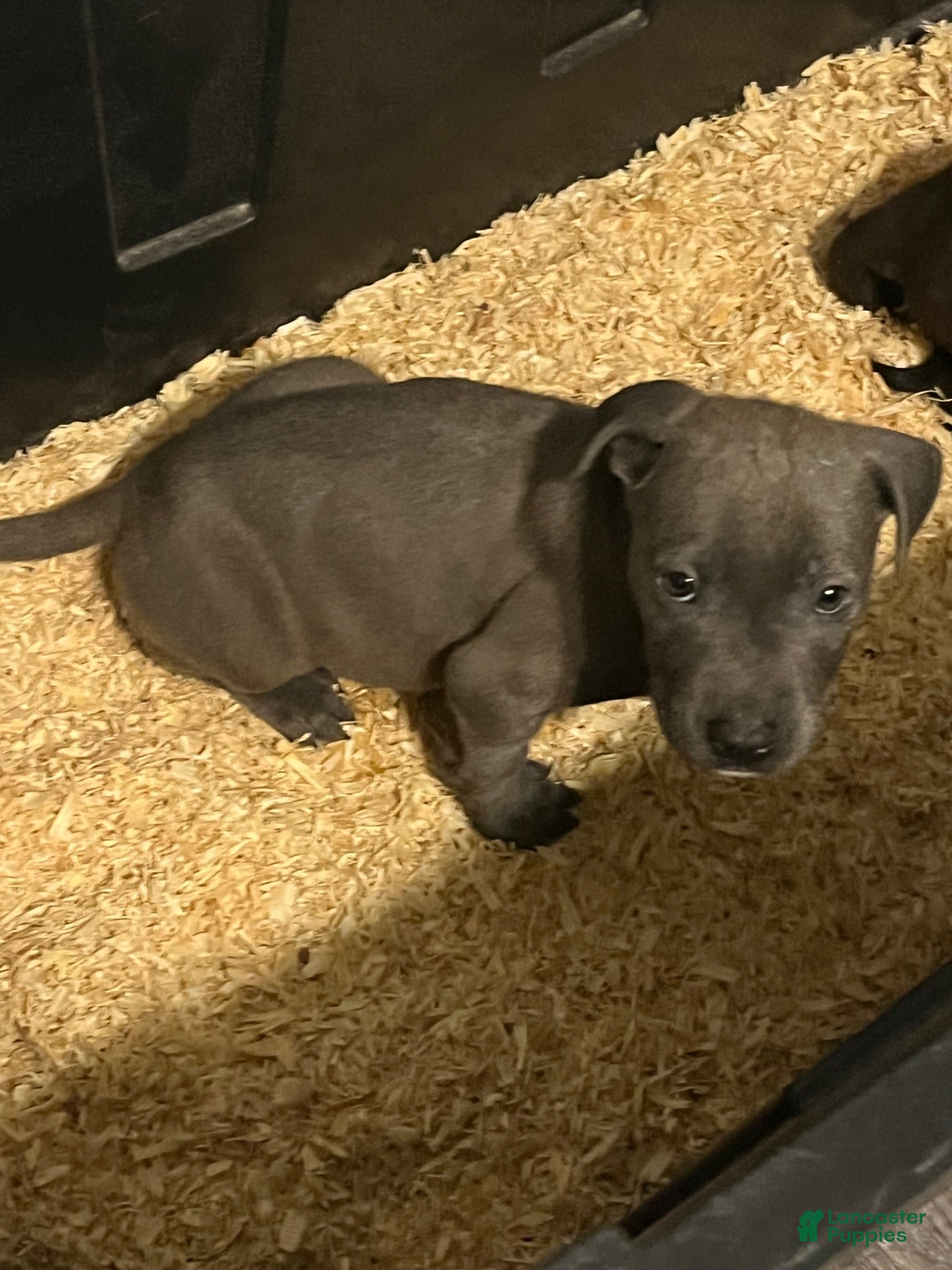 American Staffordshire Terrier dogs for sale: American Staffordshire Terrier 1 - Ad 21