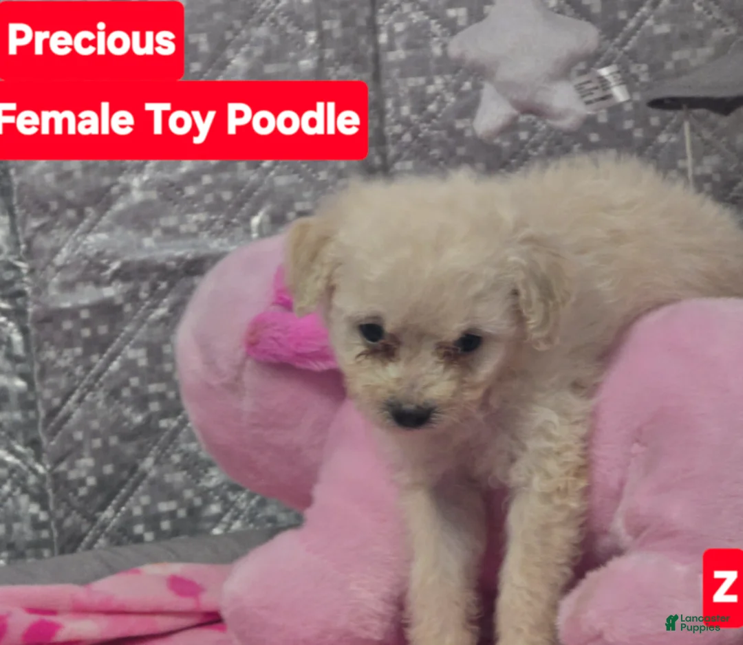 Toy Poodle dogs for sale: Precious - Ad 2