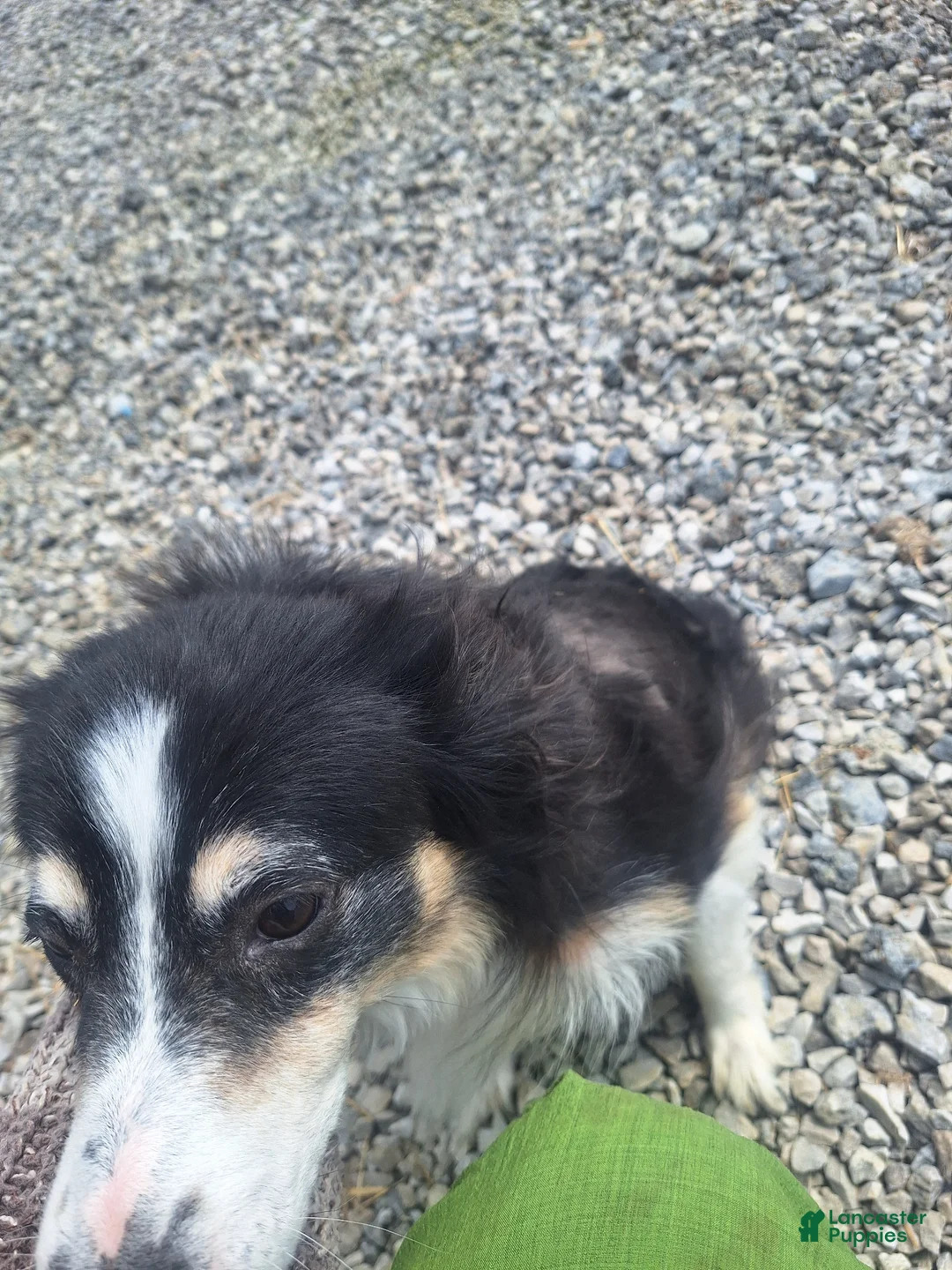 Miniature Australian Shepherd dogs for sale: Layla - Ad 2